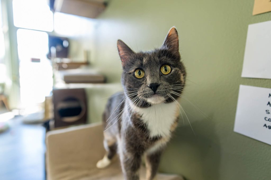 Happy Cat Caf&eacute; - Downtown Grand Rapids